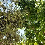 Apartman Vega - Spacious Home, Garden, Terrace & Garage Sibenik