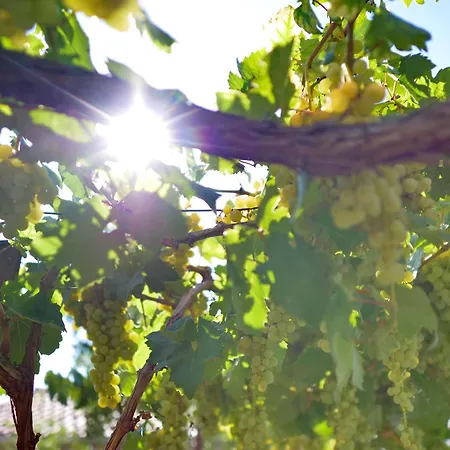 公寓 Vega With Private Garden, Terrace And Garage 希贝尼克