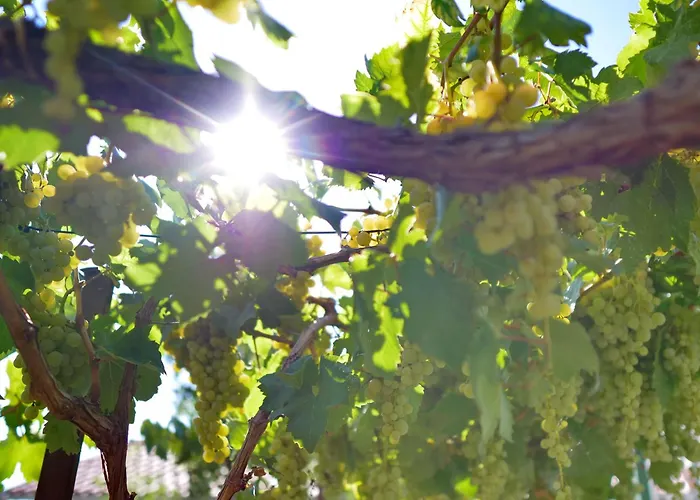 Daire Vega With Private Garden, Terrace And Garage Šibenik